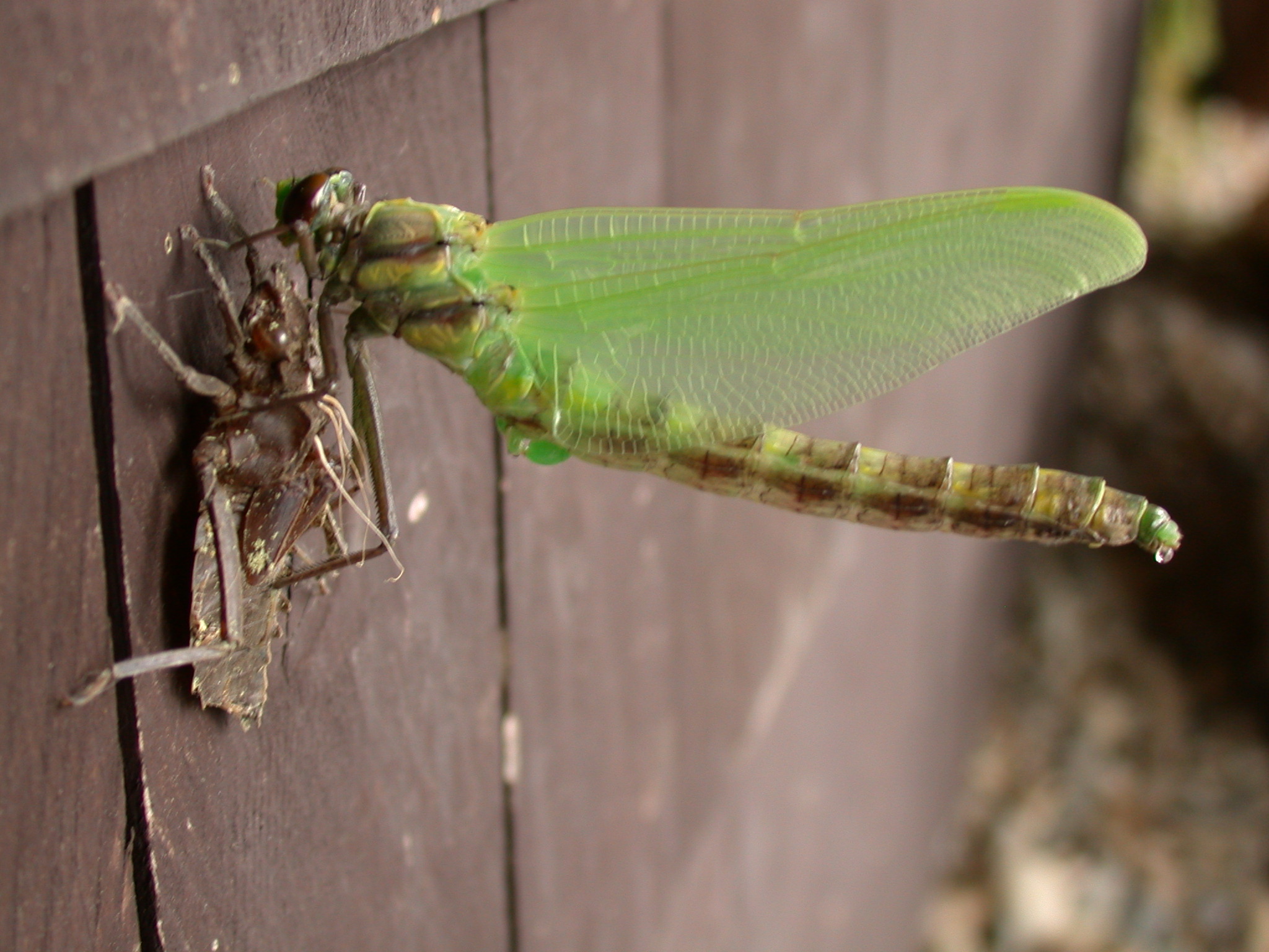 Dragon Fly